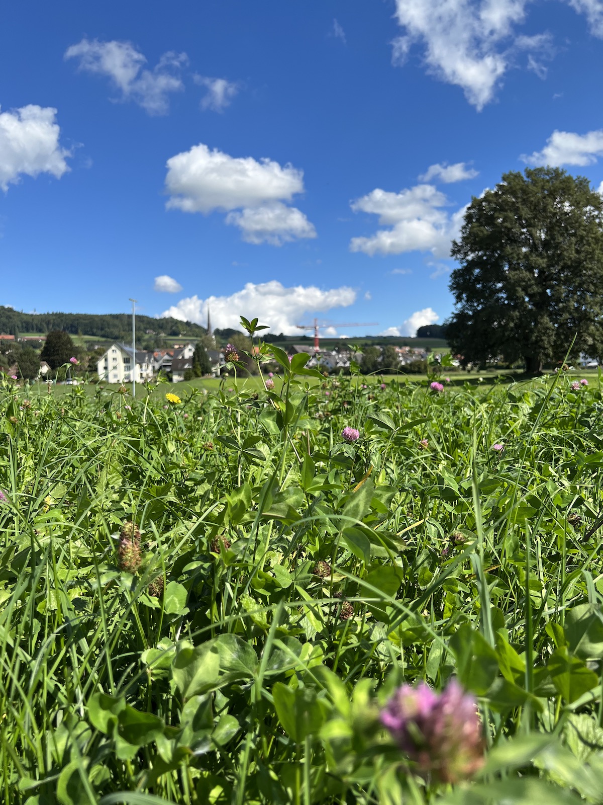 Vista desde los campos en Mettmenstetten